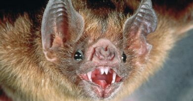 CIDASC e Secretaria de Agricultura vão investigar se mortes são causadas por morcegos vampiros.o